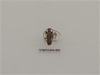 藏品(緬甸銹胸天牛)的圖片